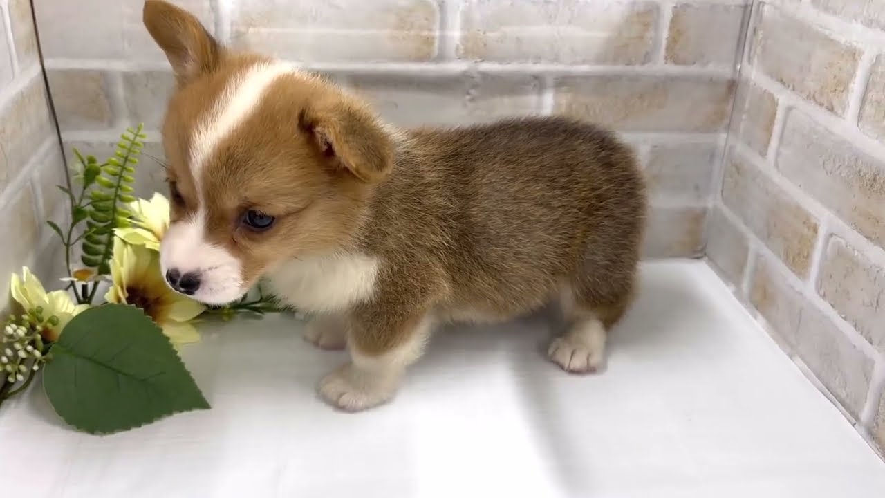 NEW☆FACE】まるで動く食パン！大人気犬種コーギーちゃんが仲間入り