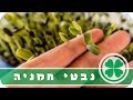 איך לגדל נבטי חמניה בבית 🍀 מדריך שלם בעברית