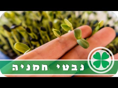 וִידֵאוֹ: איך מנקים בוטנים מקליפות וקליפות, איך מאחסנים אותם בבית + וידאו ותמונות