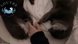 Otters in a Fight, But Holding Hands