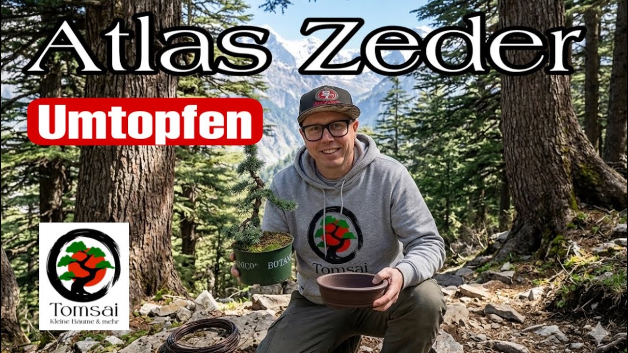 Atlas Zeder Bonsai, umtopfen Bonsai 11/26