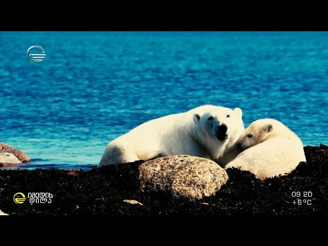პოლარული თეთრი დათვები მარტინ გრეგუსის ფოტოპრიზმაში - #ექსკლუზიური ინტერვიუ