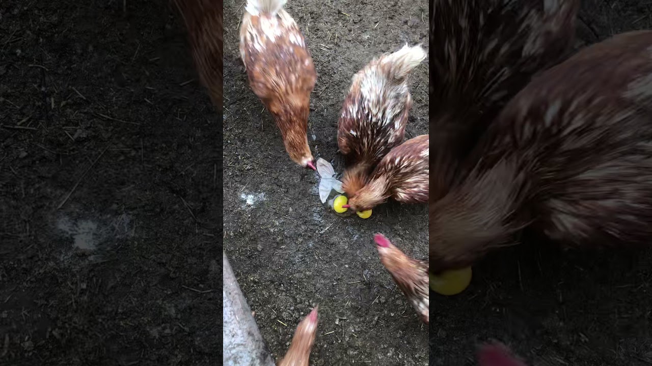 Double Yolker Shell-less Egg