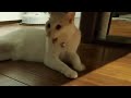 子狼犬と猫が対面したらこうなった