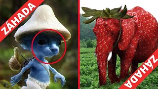 Smurf Cat / Arabic Strawberry Elephant ***záhada***
