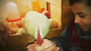 طريقة اطعام الدجاج، أبو عطية يطعم الديك كوكي / The way to feed the chicken