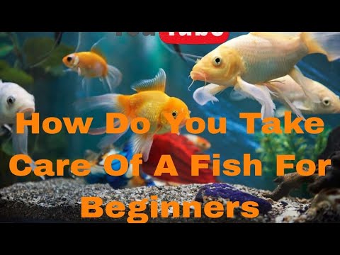How Do You Take Care Of A Fish For Beginners