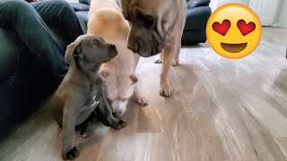 2 Big Dogs Meeting A Little Puppy For The First Time