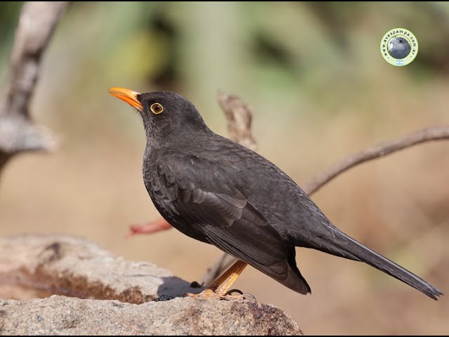 Zural Insect Zorzal Bird