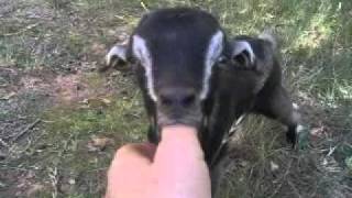 Thumb-Sucking Baby Goat!!