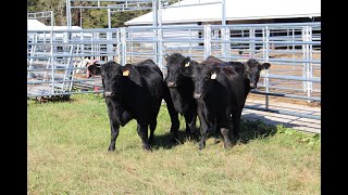 Four Bred Heifers Tag# 508, 1848, 2168 and 2988 Online at Tays Realty & Auction, LLC