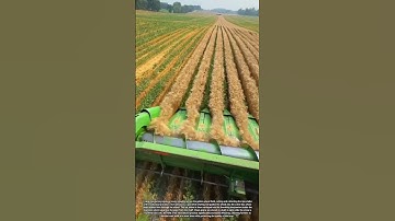 Modern Agricultural Machine Harvesting Wheat Fields Efficiently and Precisely