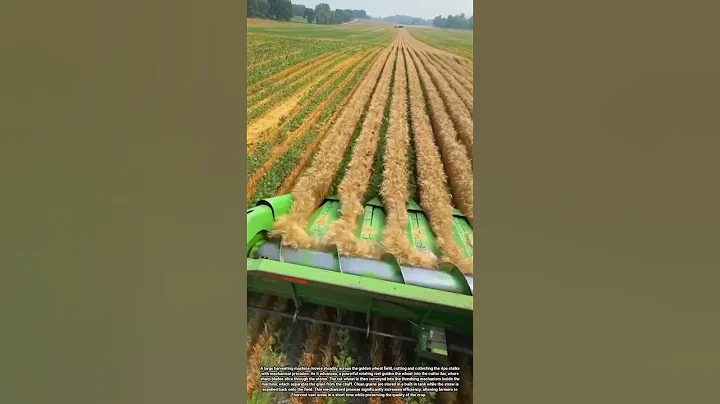 Modern Agricultural Machine Harvesting Wheat Fields Efficiently and Precisely