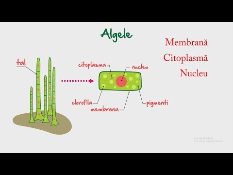 Video: Cum are loc fotosinteza în alge?