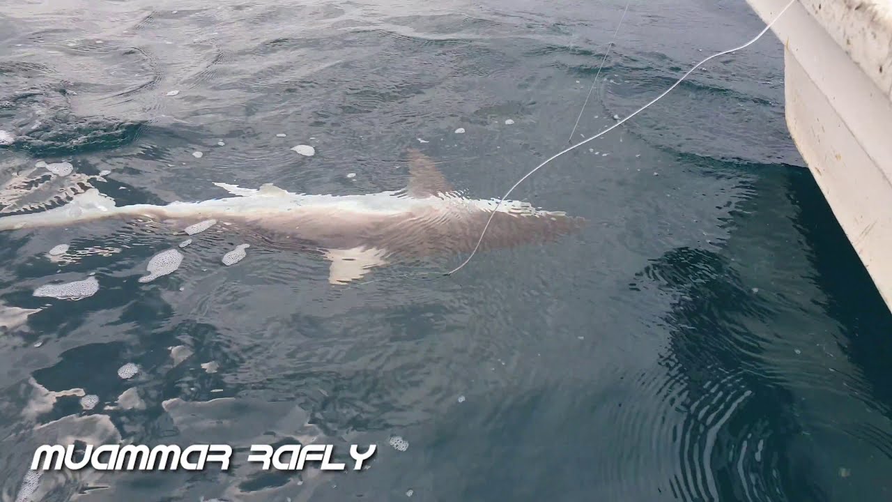 Proses merawai di siang hari hasilnya ikan Hiu semua