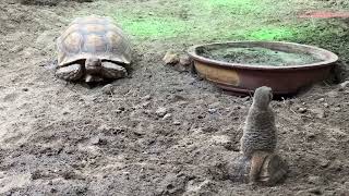 Pantropica, NL: Ep.10 Exotic Animals
