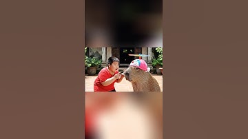 Capybara Và Chong Chóng Tre Doraemon #capybara #veo3 #ai #trending