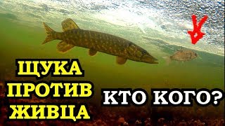 ЩУКА НА ЖЕРЛИЦЫ/ТАЙНА ХОЛОСТЫХ СРАБОТОК РАСКРЫТА/ПОДВОДНЫЕ СЪЁМКИ ЩУКА НА ЖЕРЛИЦЫ/ТАЙНА ХОЛОСТЫХ СРАБОТОК РАСКРЫТА/ПОДВОДНЫЕ СЪЁМКИ