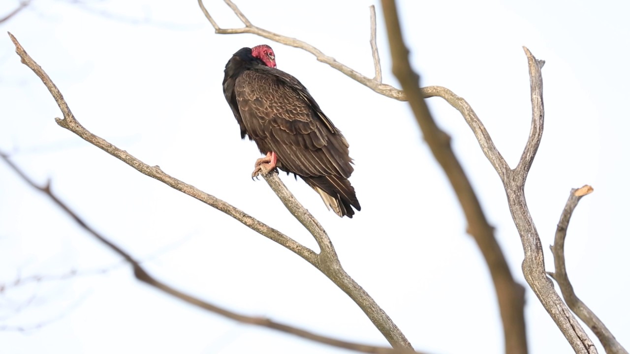 Turkey Vulture YouTube