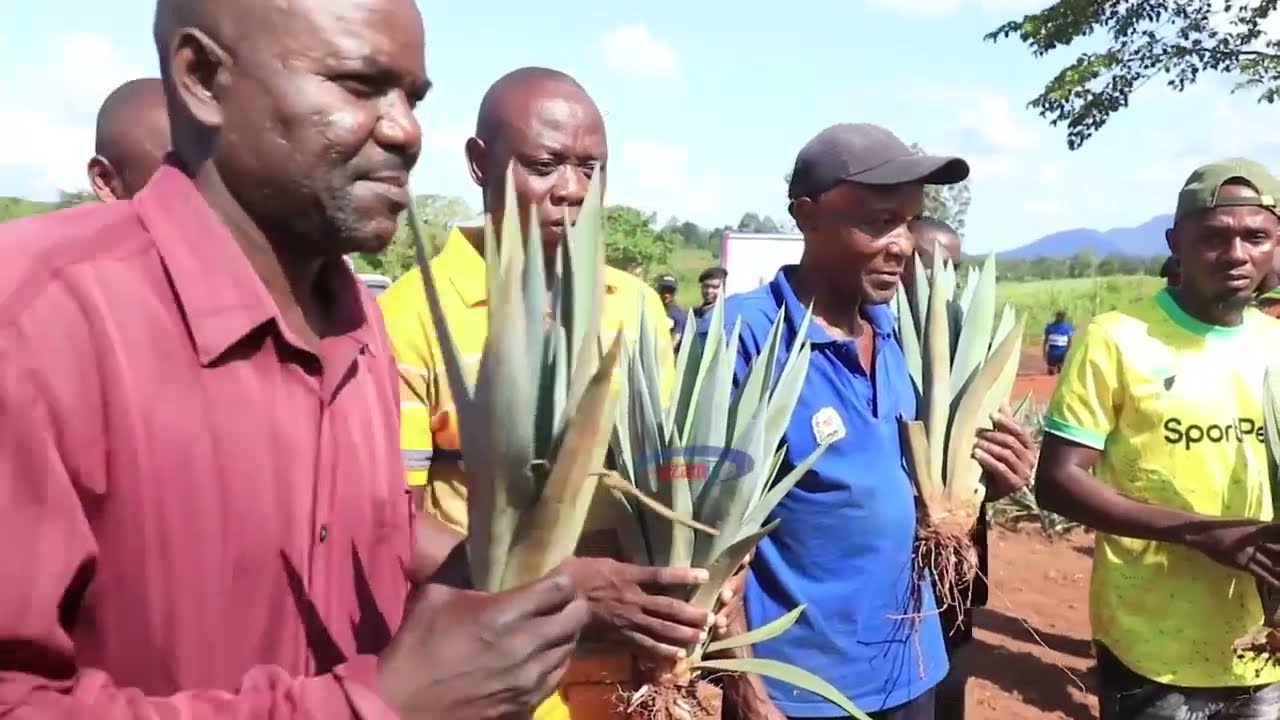 Wakulima wa Mkonge wapewa miche ya bure na serikali