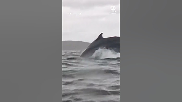 A humpback whale briefly swallowed a kayaker. He fine but I'm not!! 😳