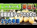 #3.【ジャガイモ芽出しの2つの手順】じゃがいもの育て方【植え付け前の作業】これをするだけで初期成長が良くなります！