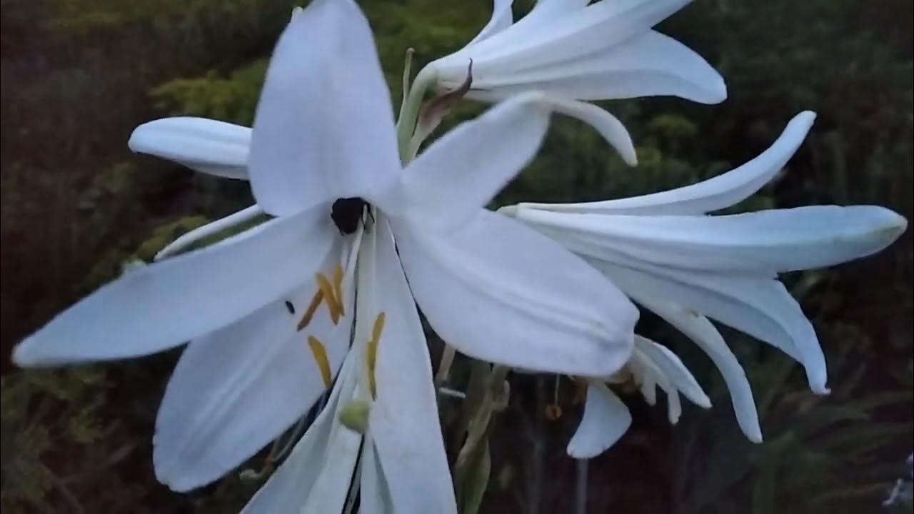 Хоста. болотный ирис.