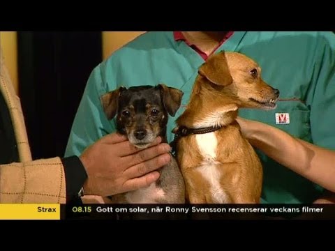 Video: Hundträning Myter