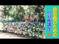 【初心者のための水彩画講座 30】紫陽花/風景/透明水彩