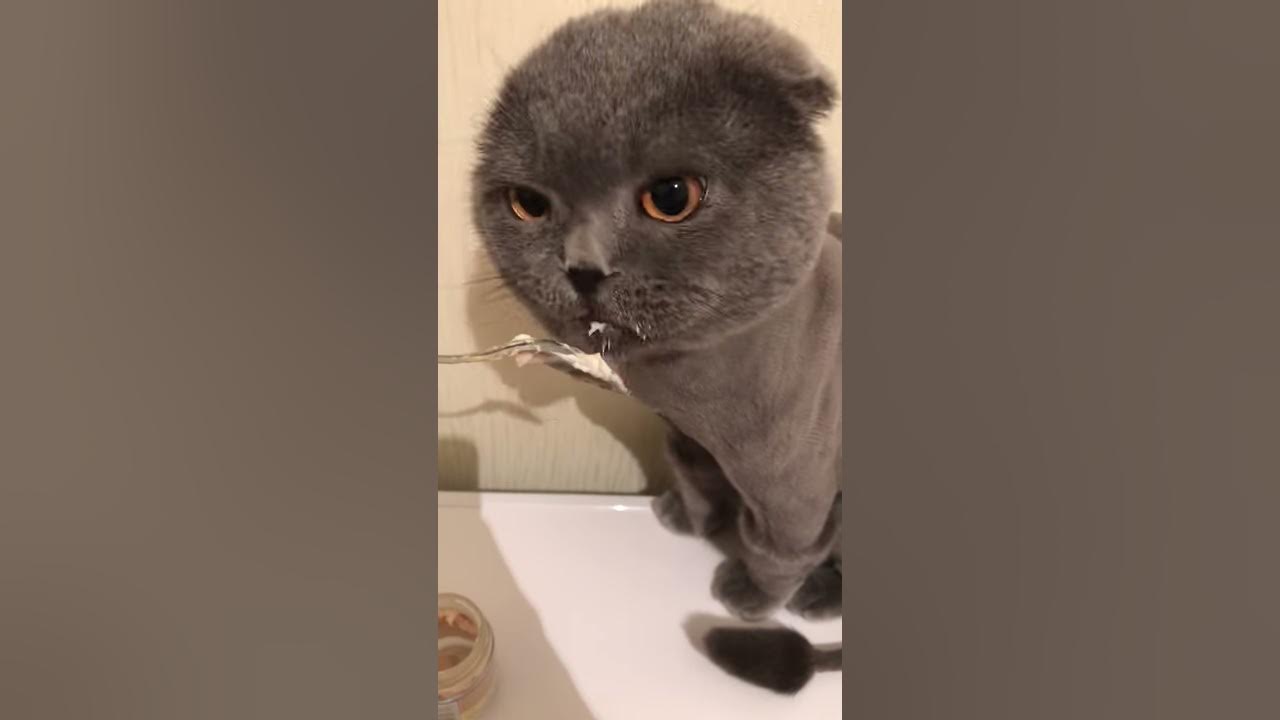Мяуканье кошки - смотрите на реакцию своих котов - YouTube
