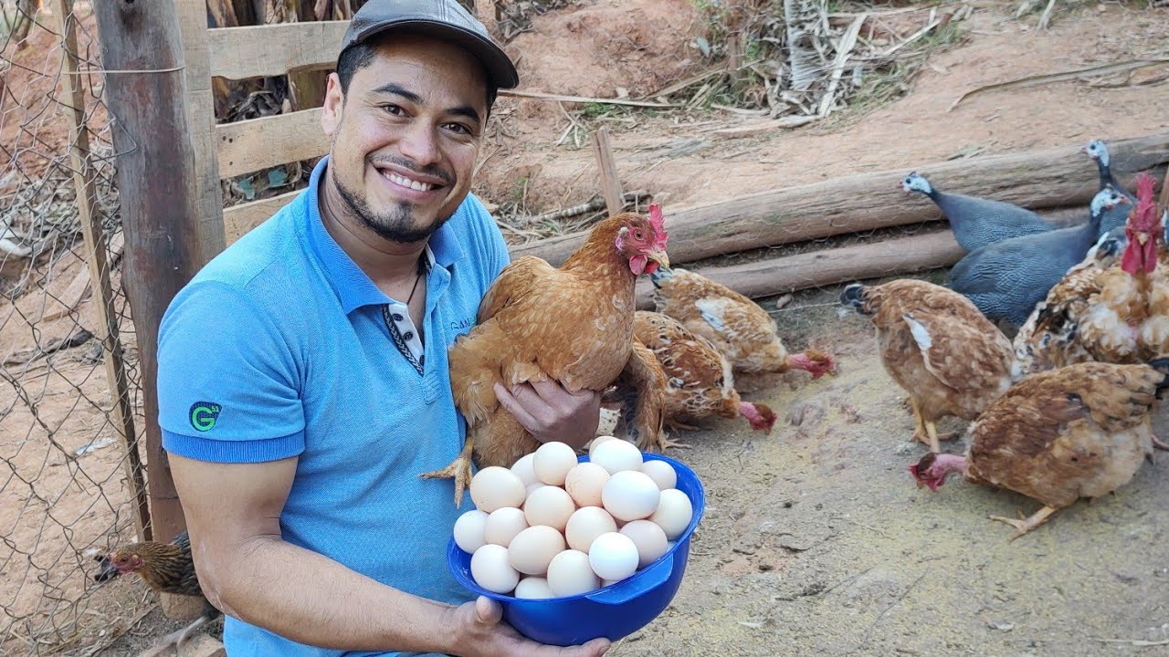 Frangas Label rouge com pesadão vermelho iniciaram a postura 🙏