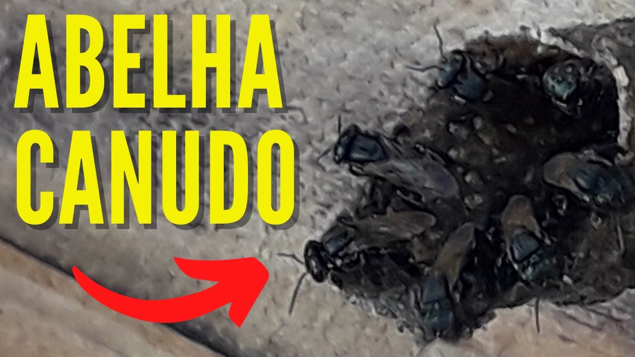 MULTIPLICANDO ABELHA CANUDO (MANEJO DE ABELHAS)