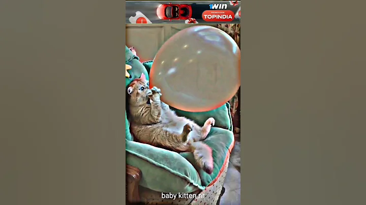 Video 5393791: cat cutekitten cutecat, funny cutekitten cats, cuteness cutecat