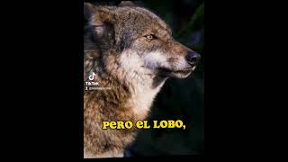 #lobo #loboo #launion #launion #frases#2023 #roussgonzlez