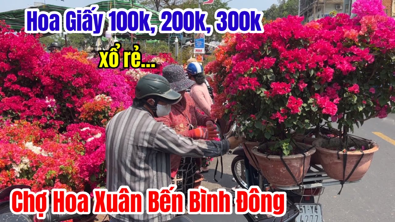 Xót Thương Người Dân Xổ Rẻ Hoa Giấy Phú Sơn 100k, 200k, 300k/1 Chậu Chợ Hoa Tết 2024 Bến Bình Đông