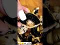 قارچ اینجوری خوردنش کیف کیده درست کردنش مثله آبه خوردنه شورت قارچ آشپزی