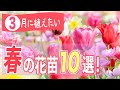 3月に植えたい春の花苗10選！