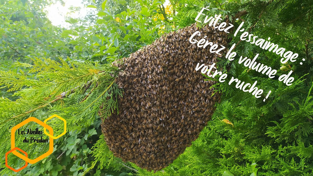 Évitez l’essaimage : Gérez le volume de votre ruche !