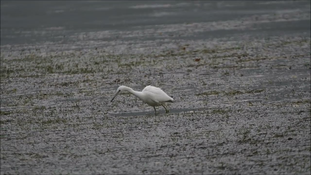A Young Little Blue Heron