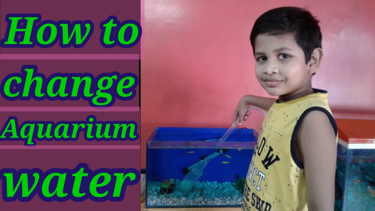 How To Change Aquarium Water? Aquarium Water Change YouTube