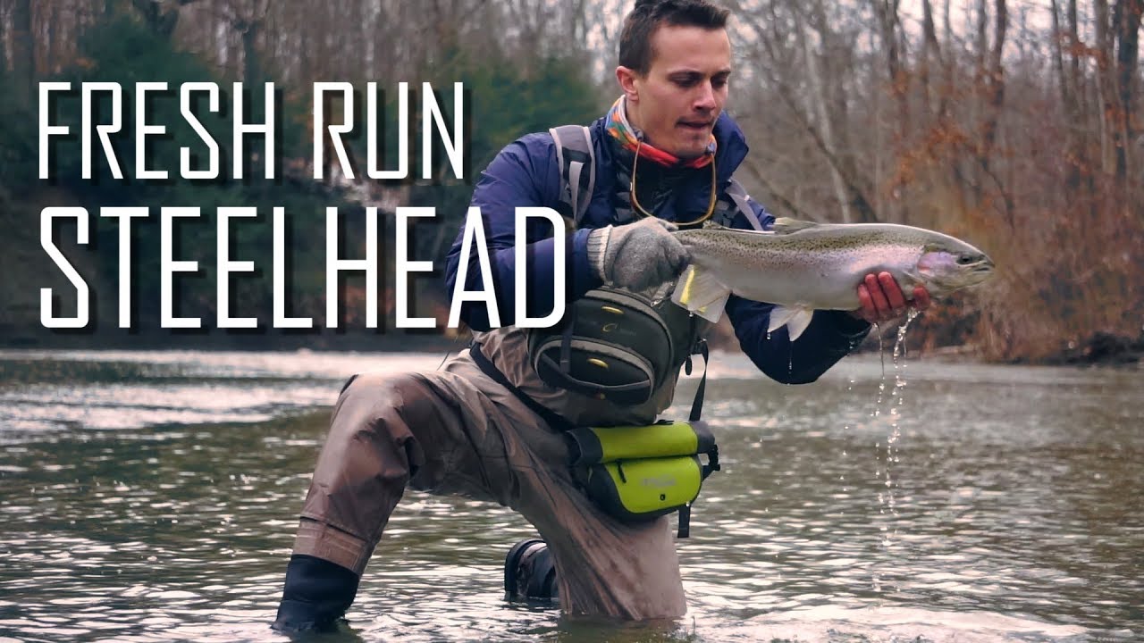 Fresh Run Erie Steelhead
