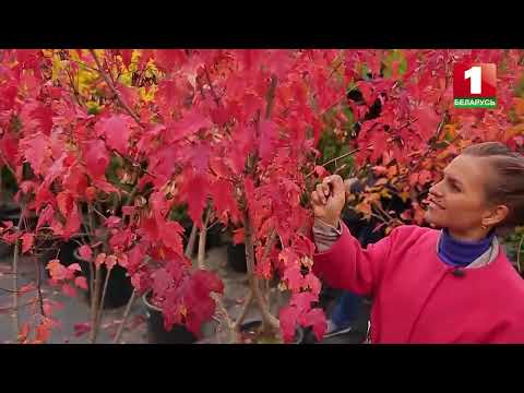 Видео: Лучшие места, чтобы увидеть осеннюю листву в Квебеке