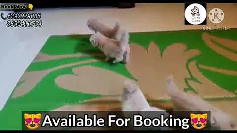 Watch the video about Persian kittens Top quality cats breeds | Semi punch | Doll face | for more details📞6392929085 #cats