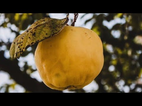 Video: 15 Namirnica Koje Imaju Više Vitamina C Od Limuna