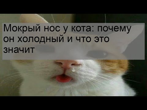 Мокрый нос у кота: почему он холодный и что это значит