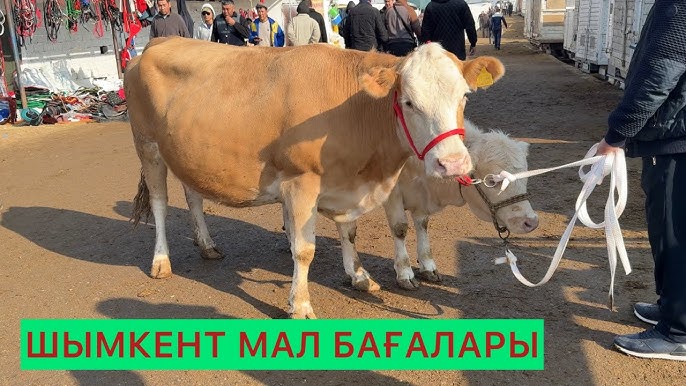 Еркектерді белдікпен ұрып жатқан әйелдер бейнеленген порно