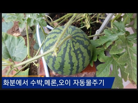 화분 자동물주기,화분에 과일 심기.