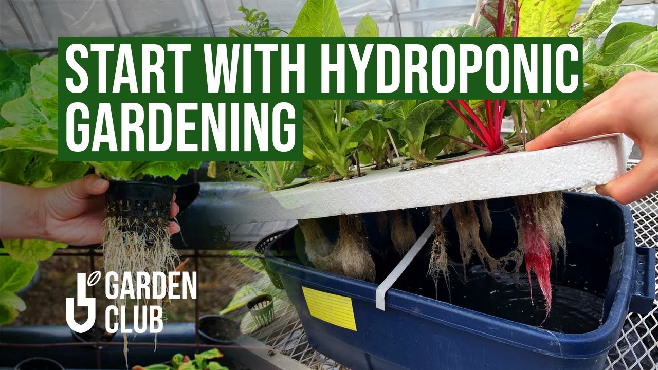 How to Start With HYDROPONIC 💧🌱 Gardening - YouTube