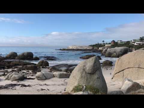 Wideo: Jak pływać z pingwinami na plaży Boulders w Kapsztadzie