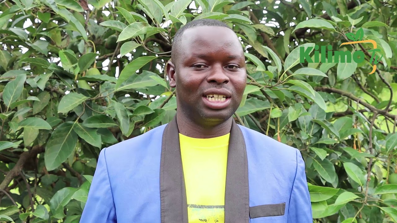 NATARAJIA KUWA BILIONEA  KUTOKANA NA  PARACHICHI, STEVEN  MLIMBILA -NJOMBE